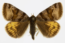 Euclidia glyphica