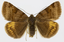 Euclidia glyphica