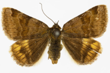 Euclidia glyphica