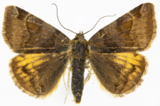 Euclidia glyphica