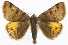 Euclidia glyphica