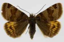 Euclidia glyphica