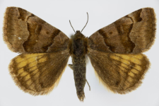 Euclidia glyphica