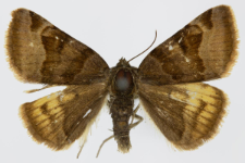 Euclidia glyphica