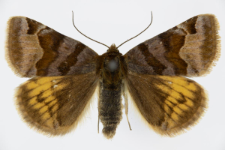 Euclidia glyphica