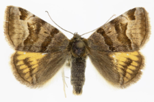 Euclidia glyphica