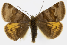 Euclidia glyphica