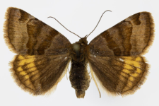 Euclidia glyphica