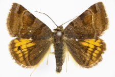 Euclidia glyphica