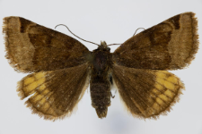 Euclidia glyphica