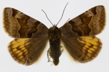 Euclidia glyphica