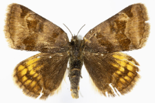 Euclidia glyphica