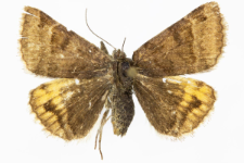 Euclidia glyphica