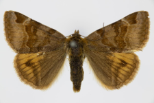 Euclidia glyphica