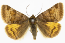 Euclidia glyphica