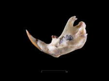 Thomomys umbrinus