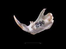Thomomys umbrinus