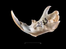 Thomomys umbrinus