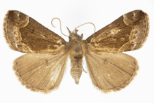 Hypena crassalis