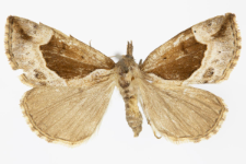 Hypena crassalis