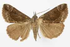 Hypena crassalis