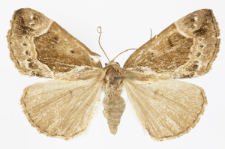 Hypena crassalis