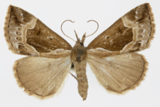 Hypena crassalis