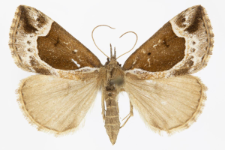 Hypena crassalis