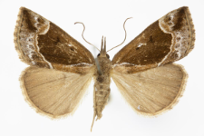 Hypena crassalis