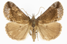 Hypena crassalis