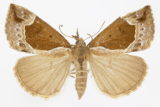 Hypena crassalis