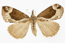 Hypena crassalis
