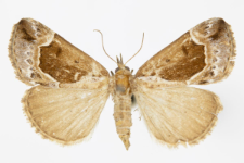 Hypena crassalis