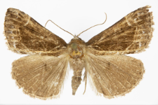 Hypena crassalis