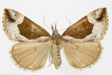 Hypena crassalis