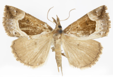 Hypena crassalis