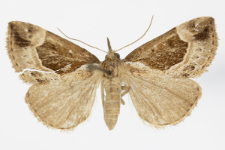 Hypena crassalis