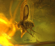 Dolichopodidae