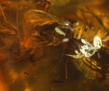 Dolichopodidae