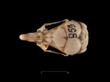 Gerbillus gerbillus