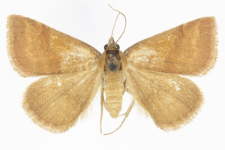 Phytometra viridaria