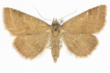 Phytometra viridaria