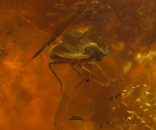 Dolichopodidae