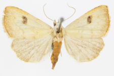 Rivula sericealis
