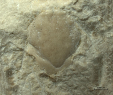 Eopaguropsis nidiaquilae