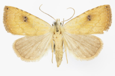 Rivula sericealis