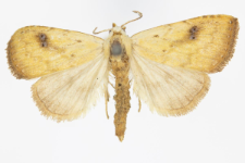 Rivula sericealis