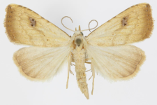 Rivula sericealis