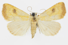 Rivula sericealis