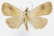 Rivula sericealis